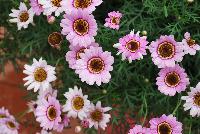 Grandessa™ Argyranthemum, intergeneric hybrid Pink Halo -- New from Ball FloraPlant® as seen @ Ball Horticultural Spring Trials 2016.