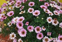 Grandessa™ Argyranthemum, intergeneric hybrid Pink Halo -- New from Ball FloraPlant® as seen @ Ball Horticultural Spring Trials 2016.