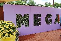 MegaCopa™ Sutera  -- As seen @ Ball Horticultural Spring Trials 2016.  The MegaCopa™ Series of Bacopa holds up to the heat.