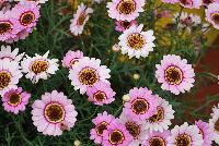 Grandessa™ Argyranthemum, intergeneric hybrid Pink Halo -- New from Ball FloraPlant® as seen @ Ball Horticultural Spring Trials 2016.
