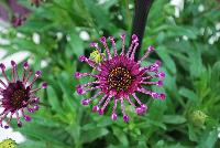 FlowerPower™ Osteospermum Spider Purple 17 -- New from Selecta® as seen @ Ball Horticultural Spring Trials 2016.