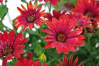 Zion™ Osteospermum Red 17 -- New from Selecta® as seen @ Ball Horticultural Spring Trials 2016.