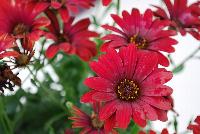 Zion™ Osteospermum Red 17 -- New from Selecta® as seen @ Ball Horticultural Spring Trials 2016.