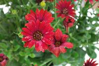 Zion™ Osteospermum Red 17 -- New from Selecta® as seen @ Ball Horticultural Spring Trials 2016.