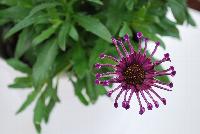 FlowerPower™ Osteospermum Spider Purple 17 -- New from Selecta® as seen @ Ball Horticultural Spring Trials 2016.