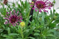 FlowerPower™ Osteospermum Spider Purple 17 -- New from Selecta® as seen @ Ball Horticultural Spring Trials 2016.