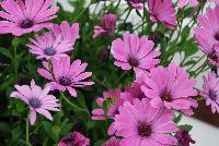 FlowerPower™ Osteospermum Pink 17 -- New from Selecta® as seen @ Ball Horticultural Spring Trials 2016.