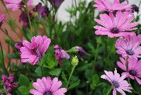 FlowerPower™ Osteospermum Pink 17 -- New from Selecta® as seen @ Ball Horticultural Spring Trials 2016.