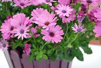 FlowerPower™ Osteospermum Pink 17 -- New from Selecta® as seen @ Ball Horticultural Spring Trials 2016.