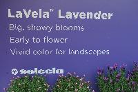LaVela™ Lavender  -- New from Selecta® as seen @ Ball Horticultural Spring Trials 2016, the LaVela™ Lavender series offers big, showy blooms which are early to flower and provide a vivid color for the landscape.