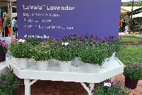 LaVela™ Lavender  -- New from Selecta® as seen @ Ball Horticultural Spring Trials 2016, the LaVela™ Lavender series offers big, showy blooms which are early to flower and provide a vivid color for the landscape.