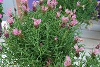 LaVela™ Lavender Compact Dark Pink -- New from Selecta® as seen @ Ball Horticultural Spring Trials 2016, the LaVela™ Lavender series offers big, showy blooms which are early to flower and provide a vivid color for the landscape.
