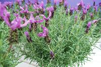 LaVela™ Lavender Dark Violet -- New from Selecta® as seen @ Ball Horticultural Spring Trials 2016, the LaVela™ Lavender series offers big, showy blooms which are early to flower and provide a vivid color for the landscape.