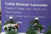  Lavender Calm Breeze -- New from Selecta® as seen @ Ball Horticultural Spring Trials 2016, the Calm Breeze™ Lavender series offers fragrant foliage that says “Touch Me!”.  It is easy to grow and is a great addition to any herb program.