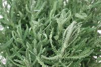  Lavender Calm Breeze -- New from Selecta® as seen @ Ball Horticultural Spring Trials 2016, the Calm Breeze™ Lavender series offers fragrant foliage that says “Touch Me!”.  It is easy to grow and is a great addition to any herb program.