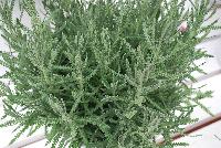  Lavender Calm Breeze -- New from Selecta® as seen @ Ball Horticultural Spring Trials 2016, the Calm Breeze™ Lavender series offers fragrant foliage that says “Touch Me!”.  It is easy to grow and is a great addition to any herb program.