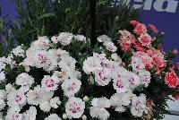  COMBO  -- From Selecta as seen @ Ball Horticultural Spring Trials 2016: A Combination with Lavender 'Calm Breeze', EverLast™ Dianthus 'Whit with Eye' and Oscar® Pot Carnation 'Salmon with Eye'