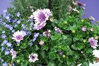  COMBO  -- From Selecta as seen @ Ball Horticultural Spring Trials 2016: A Combination with Lavender 'Calm Breeze', Magadi Lobelia 'Electric Blue' an 4D Osteospermum 'Violet Ice'