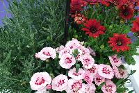  COMBO  -- From Selecta as seen @ Ball Horticultural Spring Trials 2016: A Combination with Lavender 'Calm Breeze', Oscar® Pot Carnation 'Purple Star and  Zion Osteospermum 'Red 17'