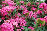 Dash Dianthus Pink -- 