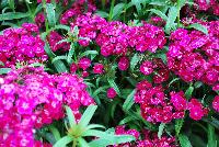 Dash Dianthus Violet -- 