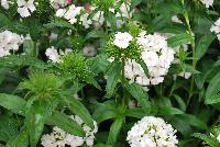 Dash Dianthus White -- 