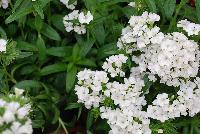 Dash Dianthus White -- 