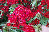Dash Dianthus Crimson -- 
