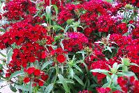 Dash Dianthus Crimson -- 