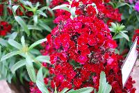 Dash Dianthus Crimson -- 