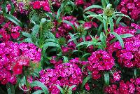 Dash Dianthus Violet -- 