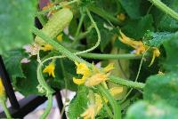  Cucumber, Slicing Martini -- New HandPicked Vegetable from PanAmerican Seed® as seen @ Ball Horticultural Spring Trials 2016