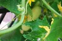  Cucumber, Slicing Martini -- New HandPicked Vegetable from PanAmerican Seed® as seen @ Ball Horticultural Spring Trials 2016