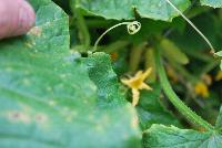  Cucumber, Slicing Martini -- New HandPicked Vegetable from PanAmerican Seed® as seen @ Ball Horticultural Spring Trials 2016