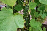  Cucumber, Pickling Gherking -- New HandPicked Vegetable from PanAmerican Seed® as seen @ Ball Horticultural Spring Trials 2016.  The 'Gherkingi' Cucumber is a bitter-free pickling cucumber that is disease-resistant and early.  Mmmmmm.