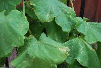  Cucumber, Pickling Gherking -- New HandPicked Vegetable from PanAmerican Seed® as seen @ Ball Horticultural Spring Trials 2016.  The 'Gherkingi' Cucumber is a bitter-free pickling cucumber that is disease-resistant and early.  Mmmmmm.