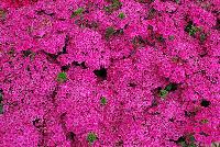 Jolt™ Dianthus Pink -- 