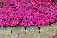 Jolt™ Dianthus Pink -- 