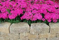 Jolt™ Dianthus Pink -- 