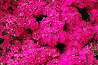 Jolt™ Dianthus Cherry -- 