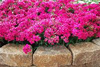 Jolt™ Dianthus Cherry -- 