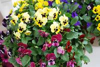 Sorbet® XP Viola Blotch Mixture -- New from PanAmerican Seed® as seen @ Ball Horticultural Spring Trials 2016..