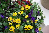 Sorbet® XP Viola Blotch Mixture -- New from PanAmerican Seed® as seen @ Ball Horticultural Spring Trials 2016..