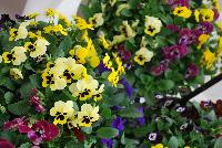 Sorbet® XP Viola Blotch Mixture -- New from PanAmerican Seed® as seen @ Ball Horticultural Spring Trials 2016..