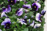 Spring Matrix™ Pansy Beaconsfield -- New from PanAmerican Seed® as seen @ Ball Horticultural Spring Trials 2016..