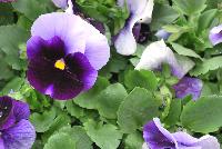 Spring Matrix™ Pansy Beaconsfield -- New from PanAmerican Seed® as seen @ Ball Horticultural Spring Trials 2016..
