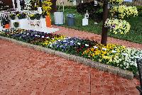 Spring Matrix™ Pansy Beaconsfield -- From PanAmerican Seed® as seen @ Ball Horticultural Spring Trials 2016..