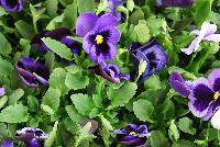 Matrix™ Pansy Denim -- New from PanAmerican Seed® as seen @ Ball Horticultural Spring Trials 2016..