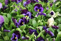Matrix™ Pansy Denim -- New from PanAmerican Seed® as seen @ Ball Horticultural Spring Trials 2016..