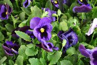 Matrix™ Pansy Denim -- New from PanAmerican Seed® as seen @ Ball Horticultural Spring Trials 2016..